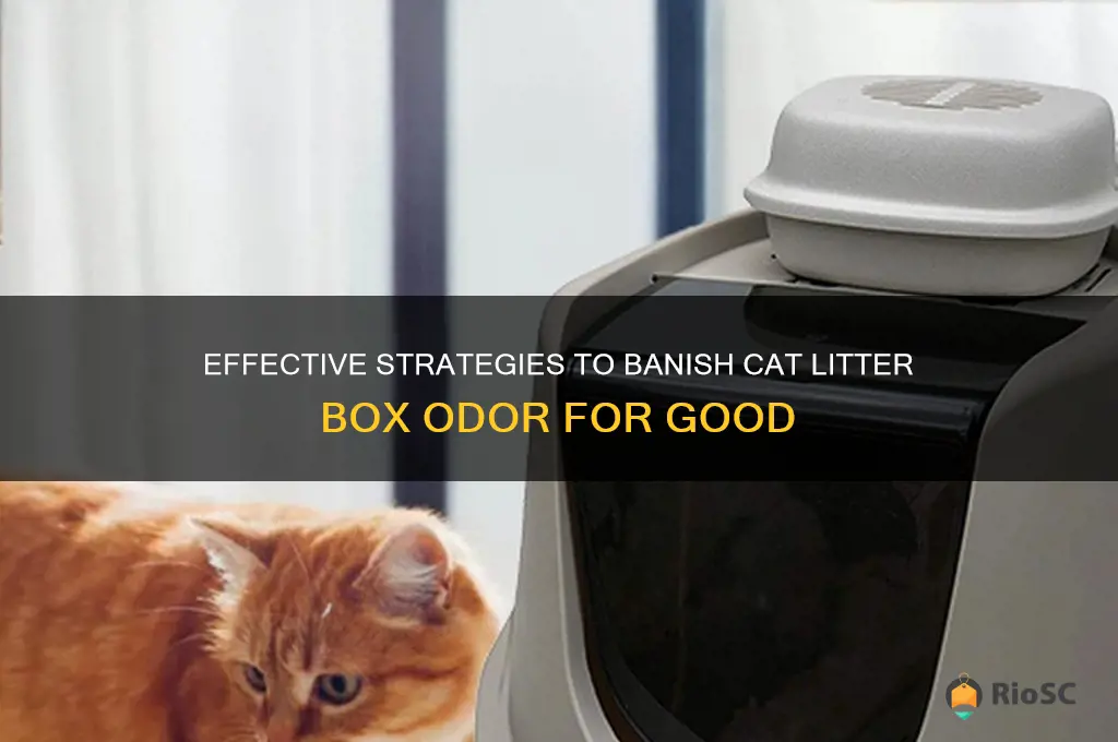 best way to eliminate cat litter box odor