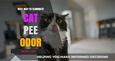 Effective Strategies for Eliminating Cat Pee Odor: A Comprehensive Guide