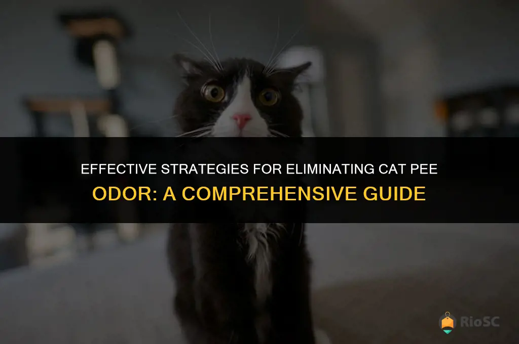 best way to eliminate cat pee odor