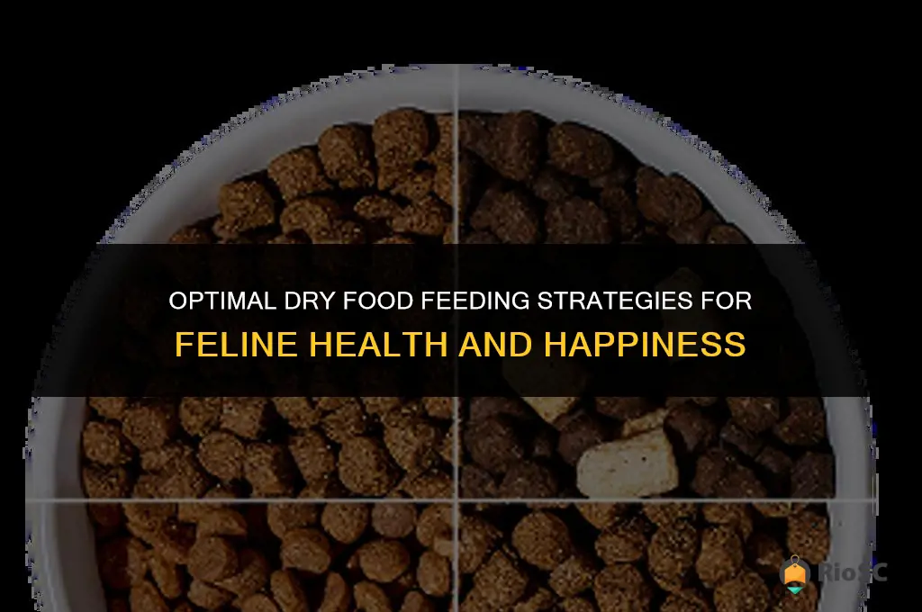 best way to feed a cat dry food