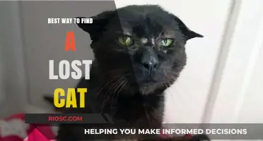 Effective Strategies for Locating a Missing Feline Companion