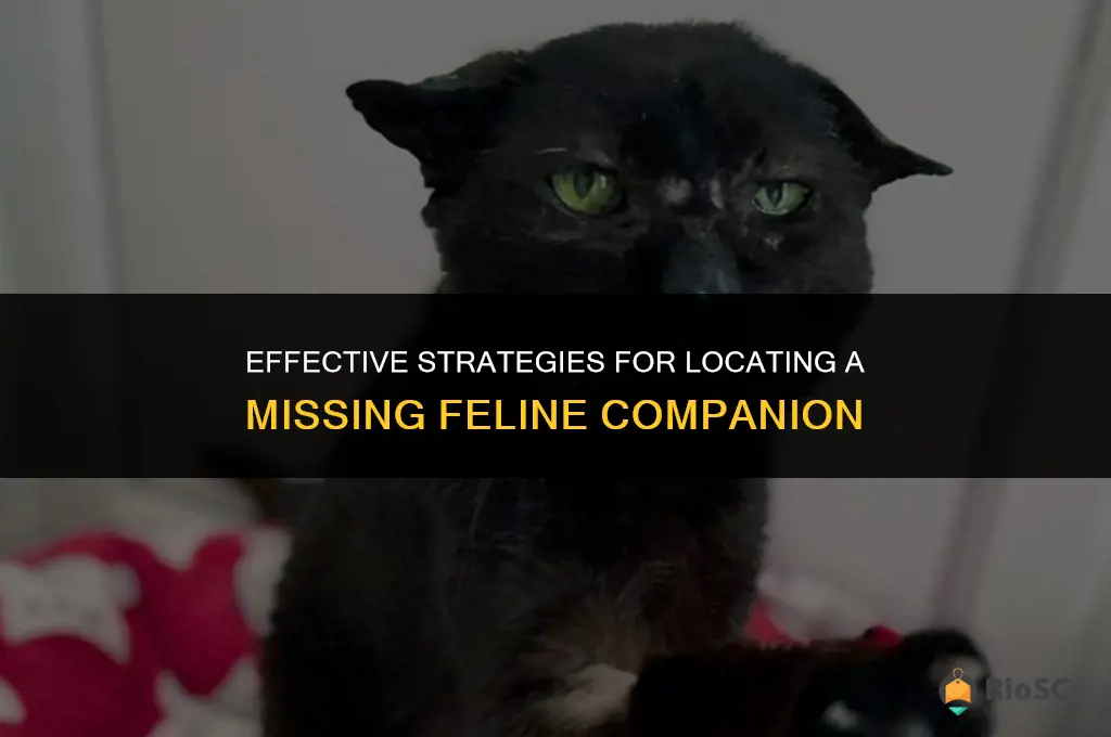 best way to find a lost cat