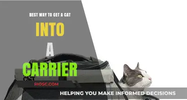 Purr-fectly Calm: The Gentle Guide to Getting Your Cat into a Carrier