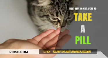 Feline Medicine Made Easy: Effective Strategies for Administering Pills to Your Cat
