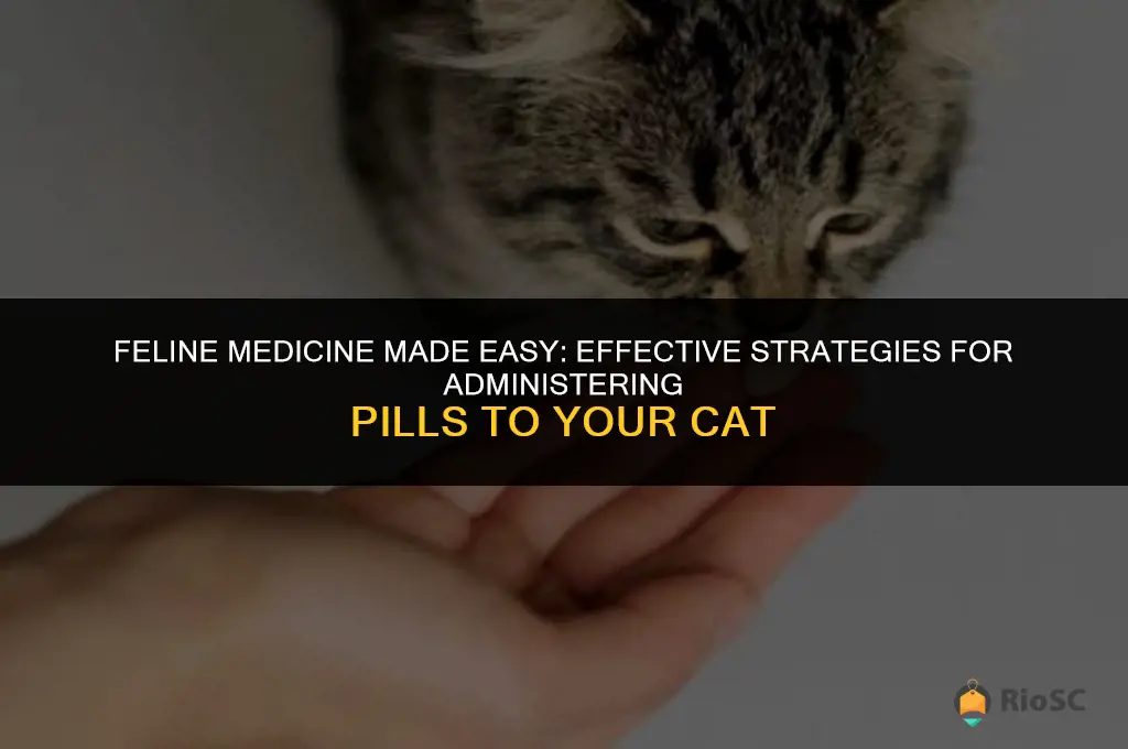 best way to get a cat to take a pill