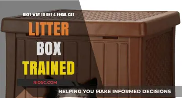 Effective Strategies for Litter Box Training Feral Cats: A Step-by-Step Guide