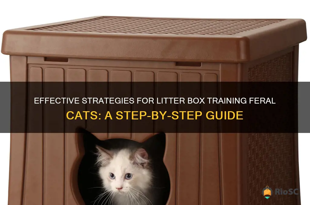 best way to get a feral cat litter box trained