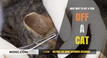 Effective Techniques for Safely Removing Ticks from Your Feline Companion