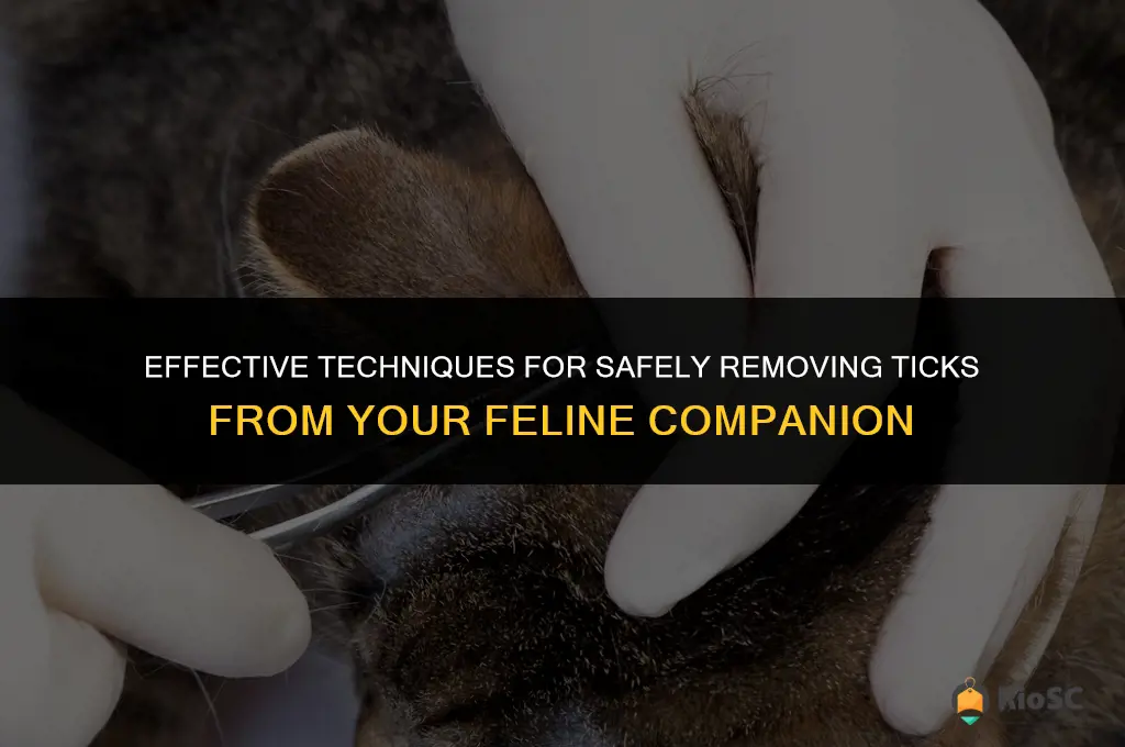 best way to get a tick off a cat
