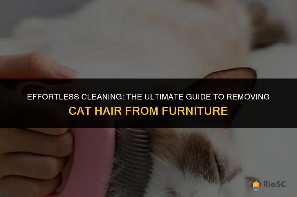 best way to get cat hair off furniture