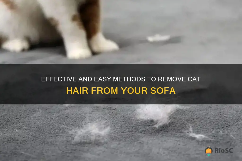 best way to get cat hair off sofa
