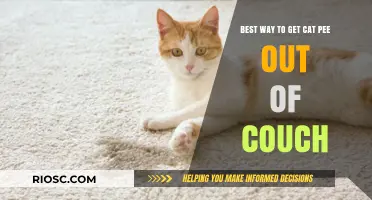 Effective Methods to Remove Cat Urine from Your Couch