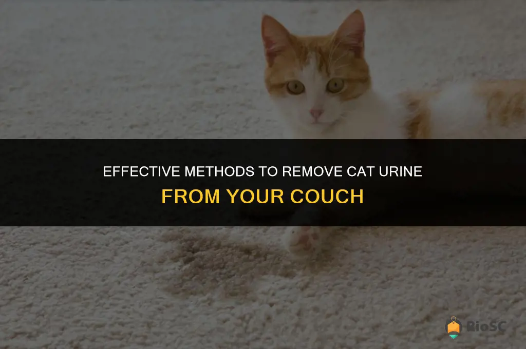 best way to get cat pee out of couch