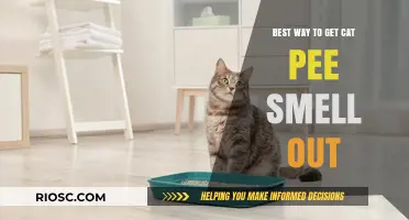 Effective Methods to Eliminate Cat Urine Odor from Your Home