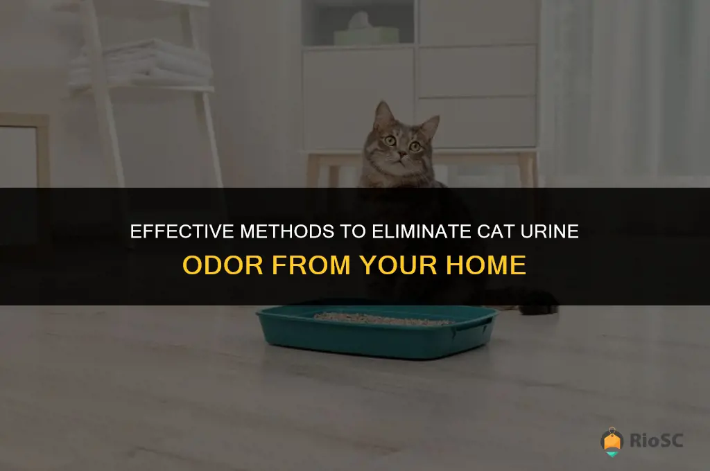 best way to get cat pee smell out