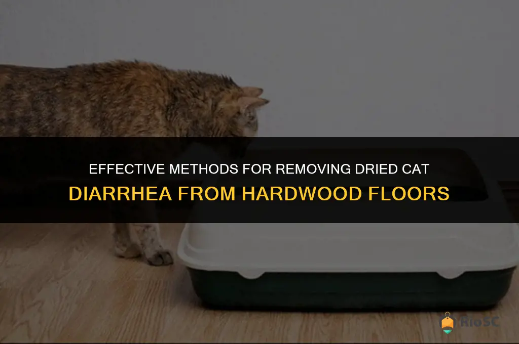 best way to get dried cat diaherea off hardwood floors
