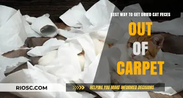 Effective Methods for Removing Dried Cat Feces from Carpet