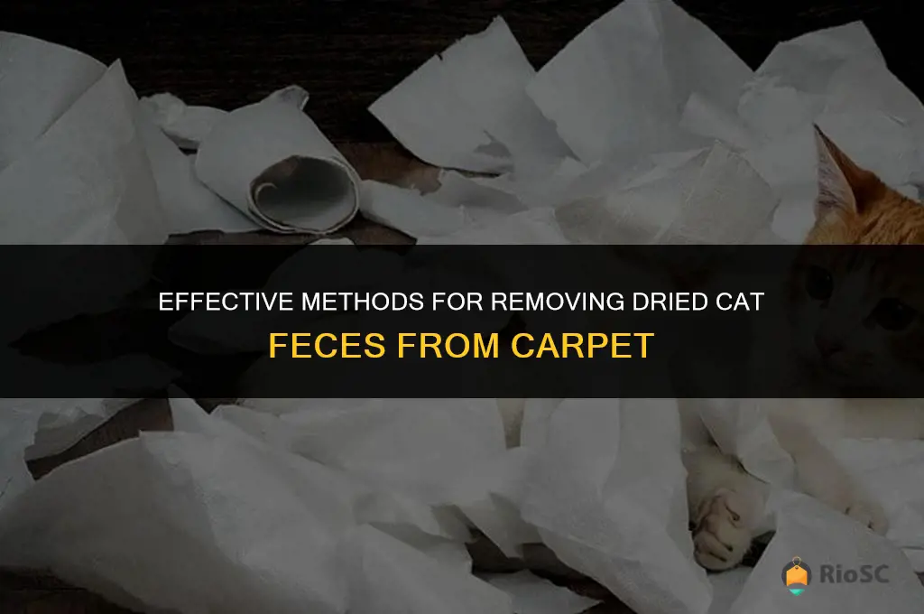 best way to get dried cat feces out of carpet