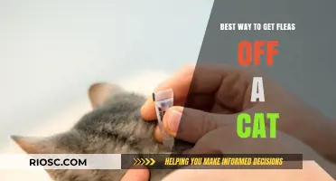Effective Flea Removal Methods for Cats: A Comprehensive Guide