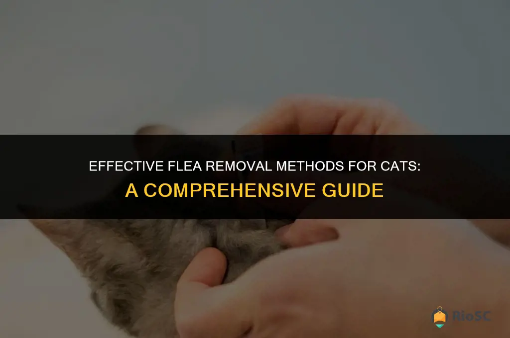 best way to get fleas off a cat