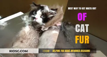 Effective Techniques for Removing Mats from Cat Fur