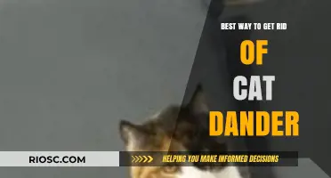 Effective Strategies for Reducing Cat Dander in Your Home