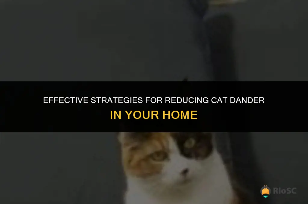 best way to get rid of cat dander