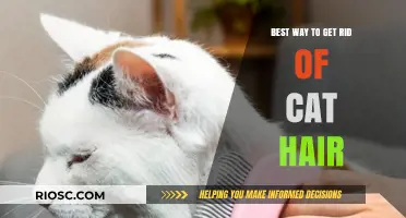 Purr-fectly Clean: The Ultimate Guide to Removing Cat Hair from Your Home