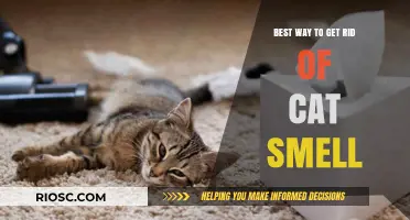 Effective Strategies for Eliminating Cat Odor from Your Home
