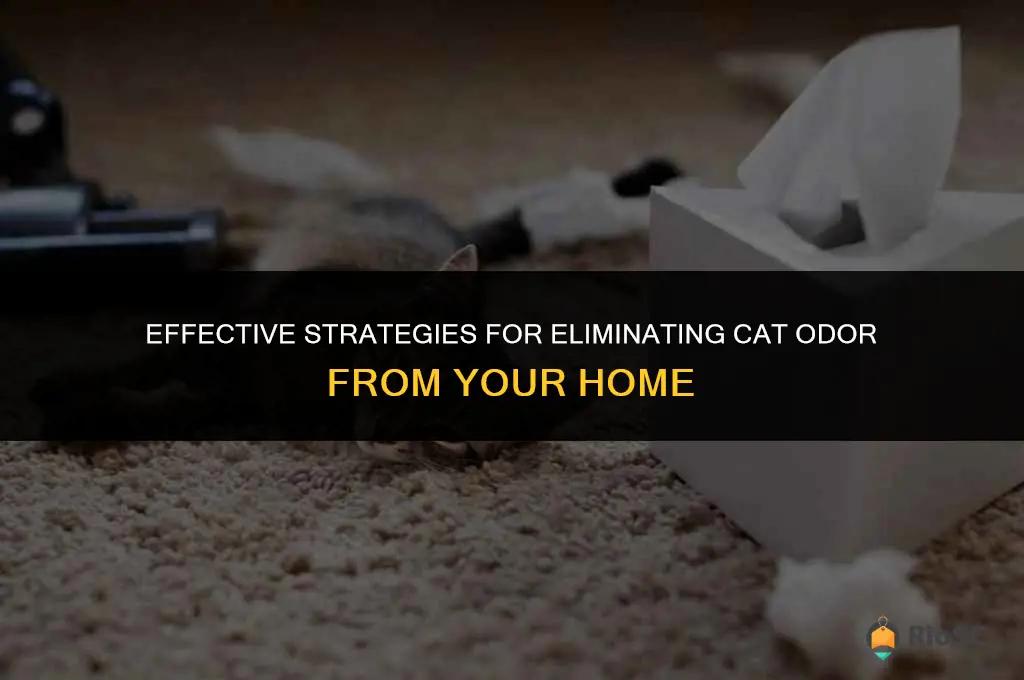 best way to get rid of cat smell