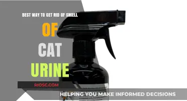 Effective Methods to Eliminate the Odor of Cat Urine