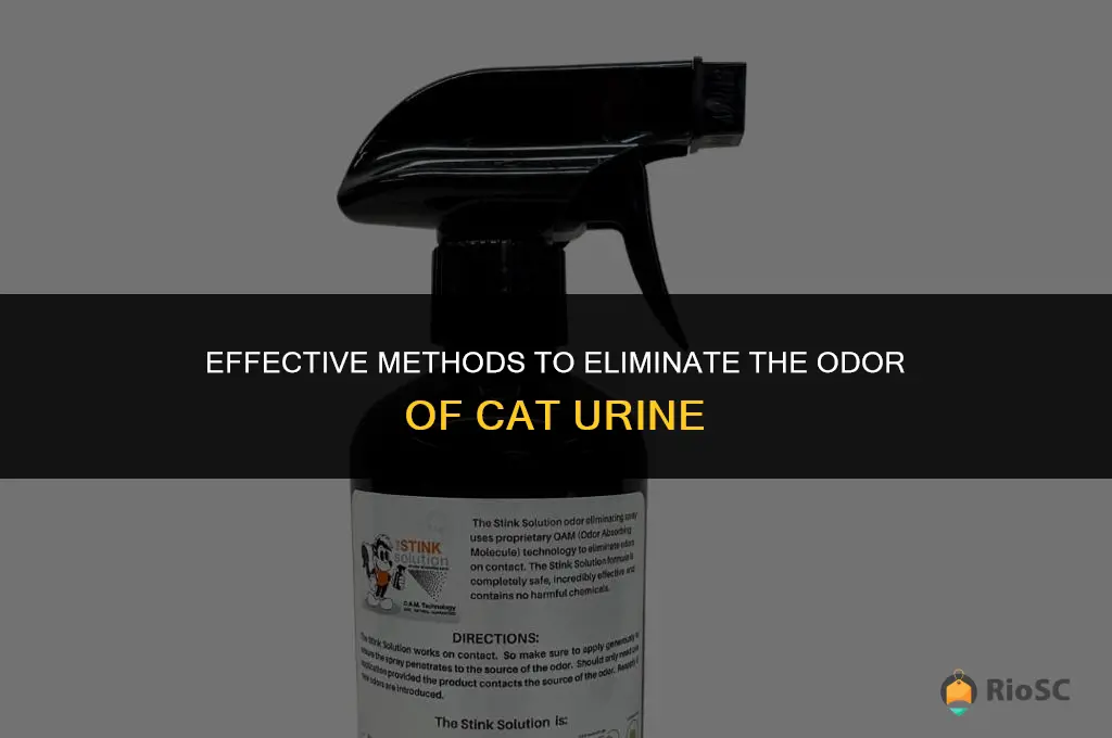 best way to get rid of smell of cat urine