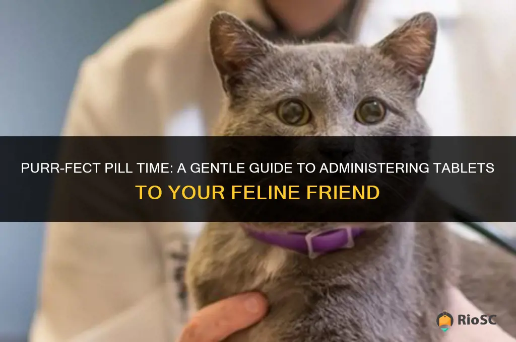 best way to give a cat a tablet