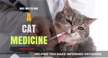 Effective Strategies for Administering Medicine to Your Feline Companion