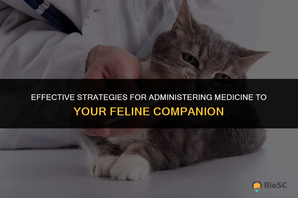 best way to give a cat medicine