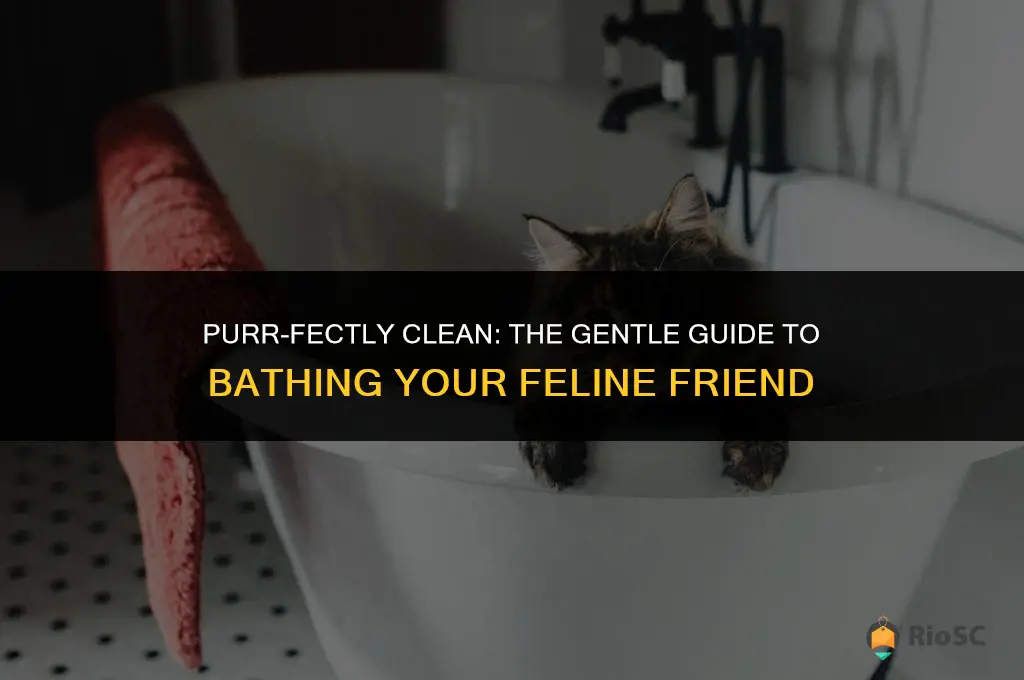 best way to give cat a bath