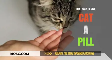 Feline Medicine Made Easy: Effective Strategies for Administering Pills to Your Cat