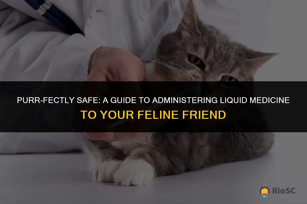 best way to give liquid medicine to a cat