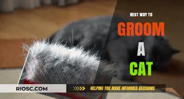 Purr-fectly Pampered: A Comprehensive Guide to Grooming Your Feline Friend