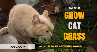Cultivating the Perfect Patch: A Guide to Growing Cat Grass