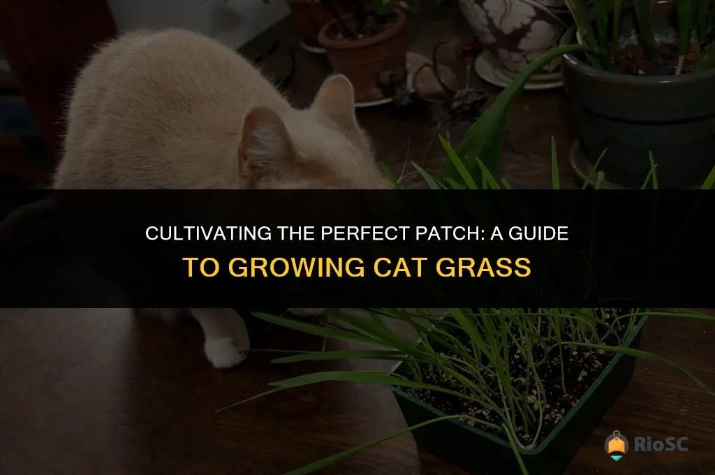 best way to grow cat grass