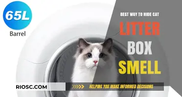 Effective Strategies to Eliminate Cat Litter Box Odors: A Fresh Home Guide