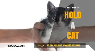 Purr-fect Embrace: The Gentle Art of Holding Your Feline Friend