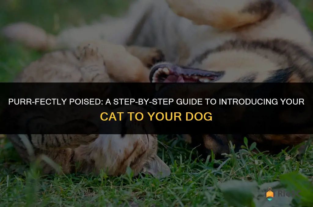 best way to introduce a cat to a dog