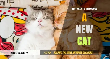 Purr-fect Beginnings: A Gentle Guide to Welcoming Your New Feline Friend