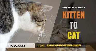 Purr-fect Beginnings: A Gentle Guide to Introducing Your Kitten to Your Resident Cat