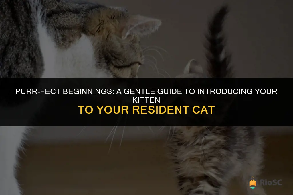 best way to introduce kitten to cat