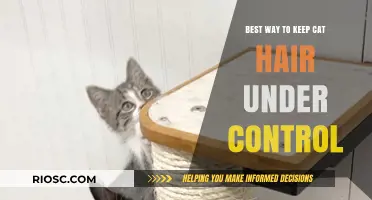 Purr-fectly Clean: Mastering the Art of Managing Cat Hair