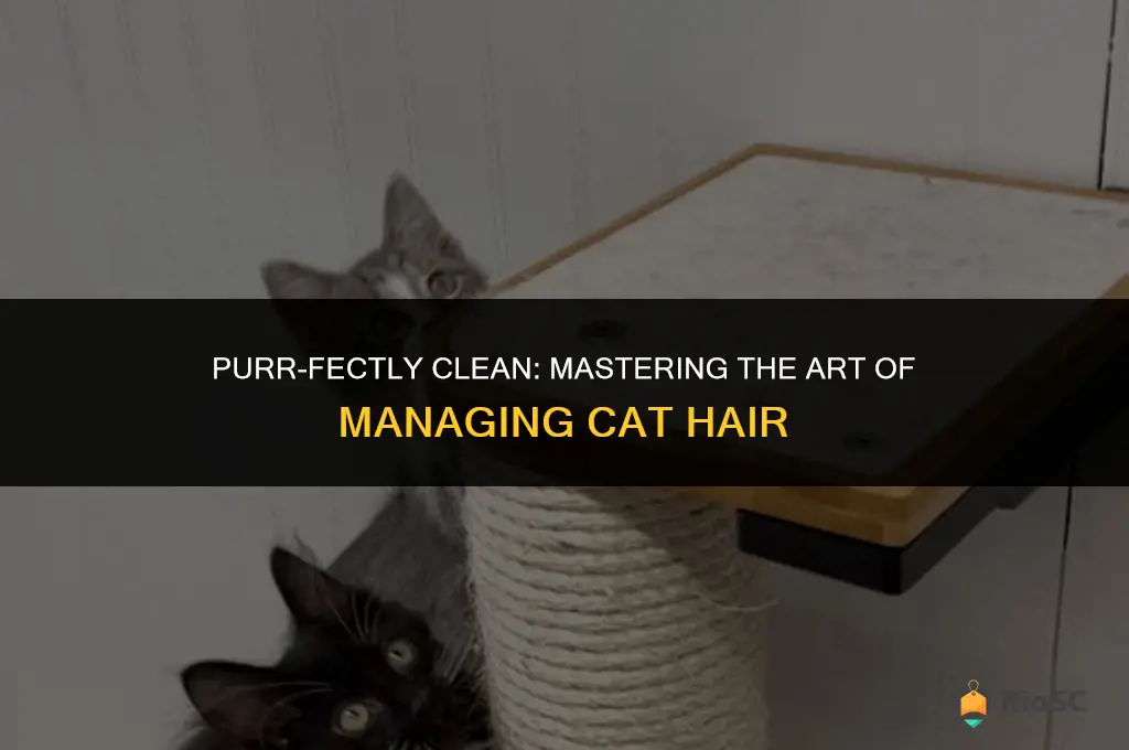 best way to keep cat hair under control