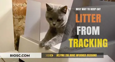 Effective Strategies to Prevent Cat Litter Tracking and Keep Your Home Clean